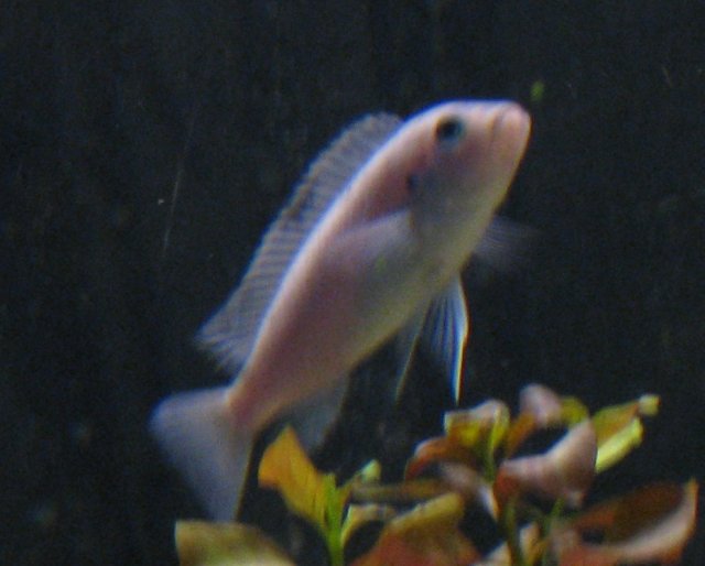 blue fish3.jpg