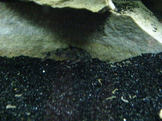 IMG_0526.JPG