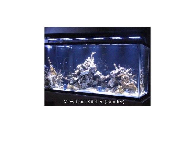 Aquarium - Kitchen Counter view.jpg