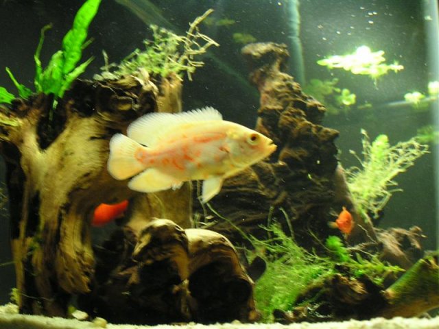 P1010038 (Medium).JPG
