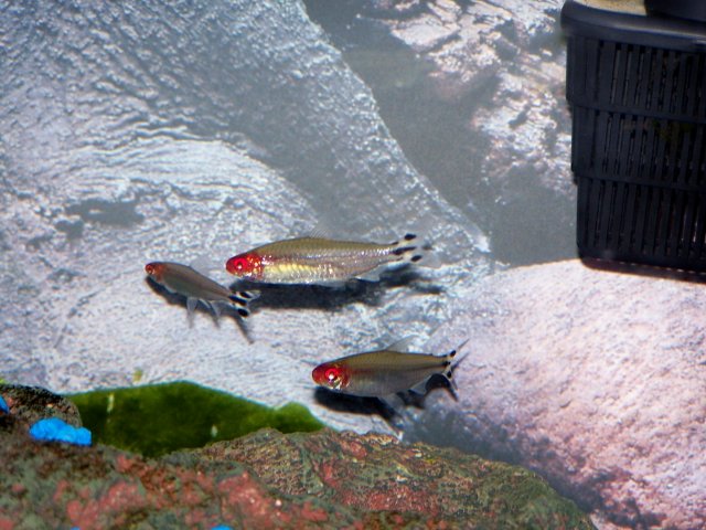 Loooove these guys!!!.jpg
