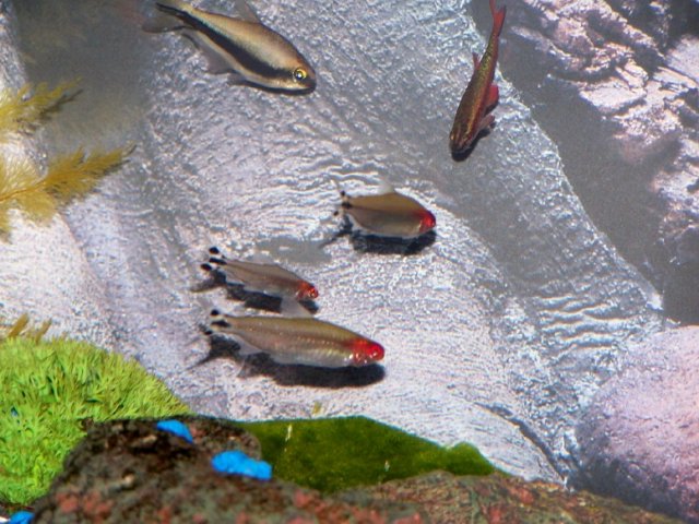 Rummy nose tetras, cherry barb, emperor tetra.jpg