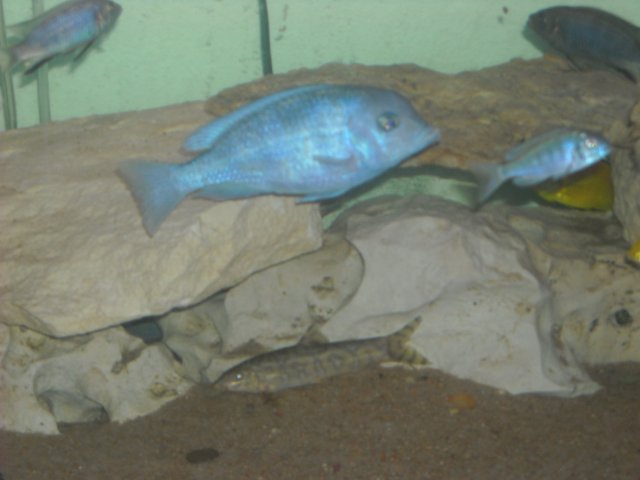 Picture 013.jpg