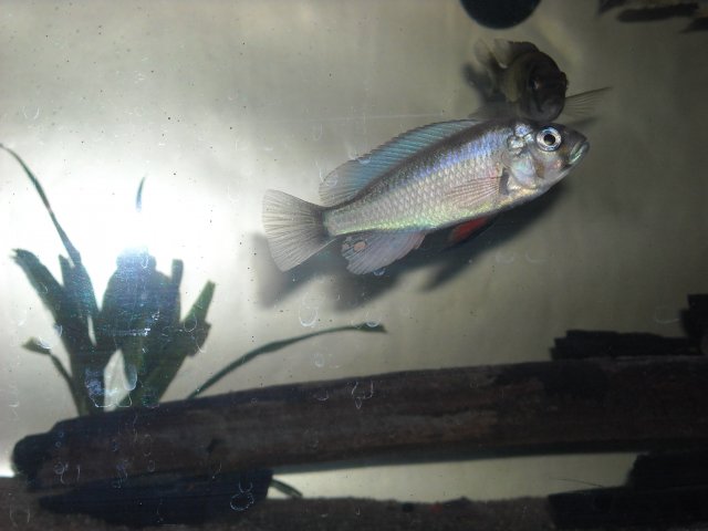 Neochromis Omnicaeruleus.jpg
