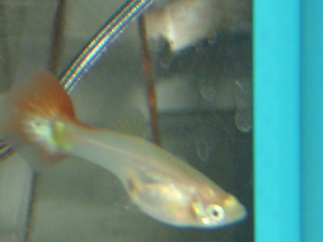 Red tail blonde.JPG