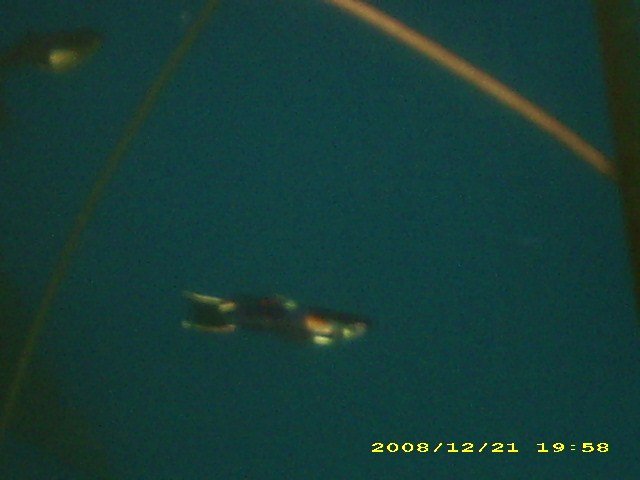 my tank endler hybridd.JPG