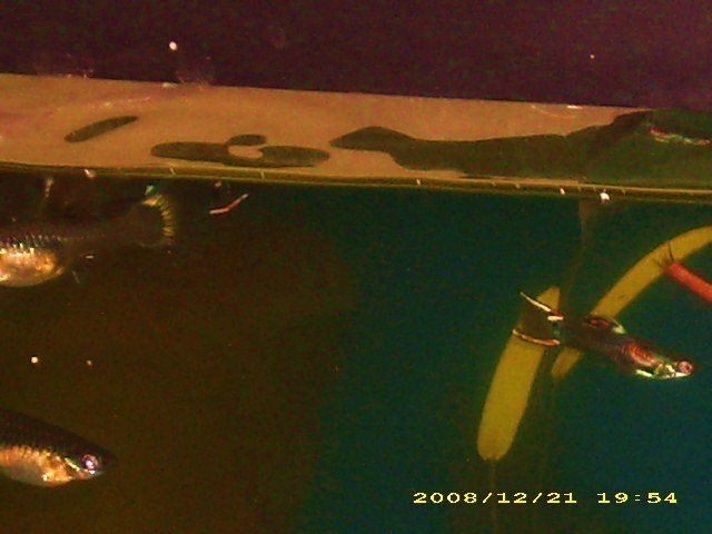 tank 13.JPG