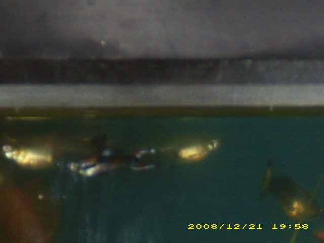 my tank endler hybrids 2.JPG