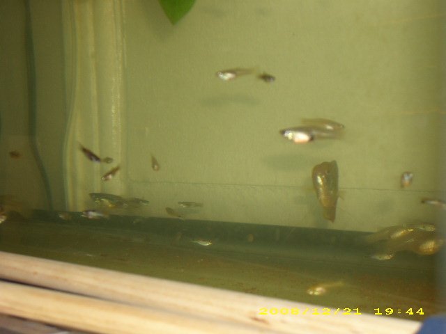 Wild Caught Costa Rican Guppies(group shot)1 (2).JPG