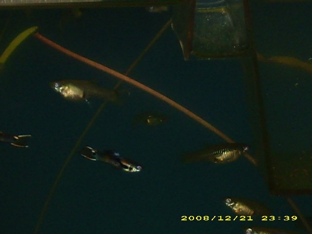 WCCR Guppies x  BBB Endler's1.JPG