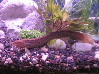 weather-loach.jpg
