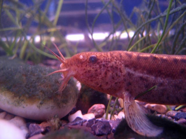 weather-loach-02.jpg