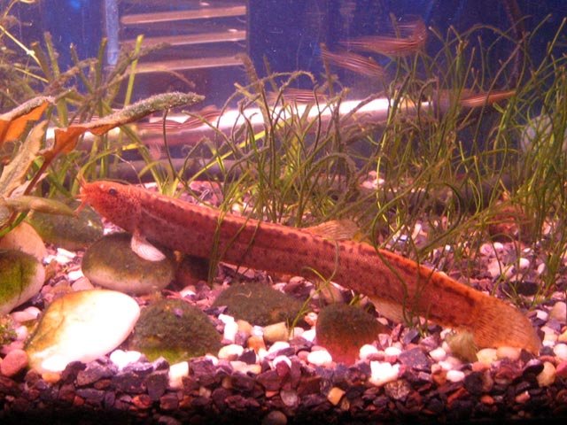 weather-loach-03.jpg