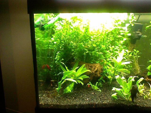 planted1.jpg
