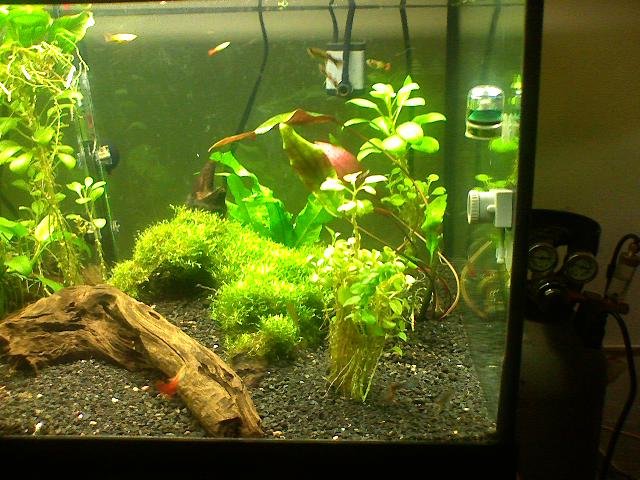 planted2.jpg