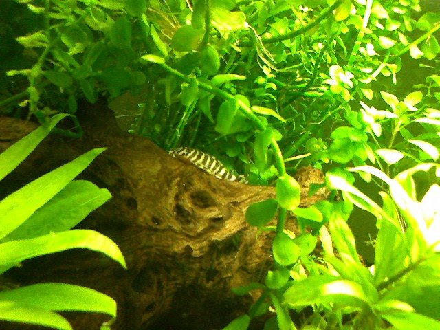 pleco4.jpg