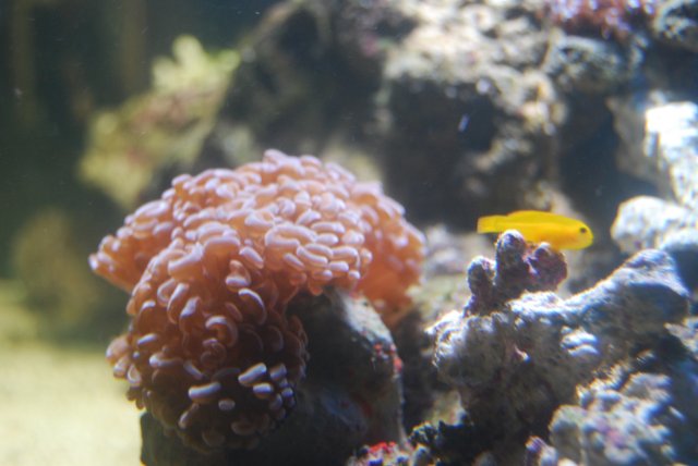 goby.jpg