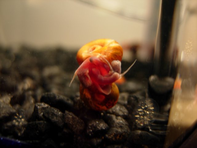 Ramshorn Snorno 01.JPG Ramshorn Snorno 01.JPG