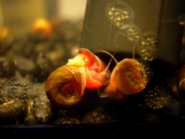 Ramshorn Snorno 02.JPG Ramshorn Snorno 02.JPG