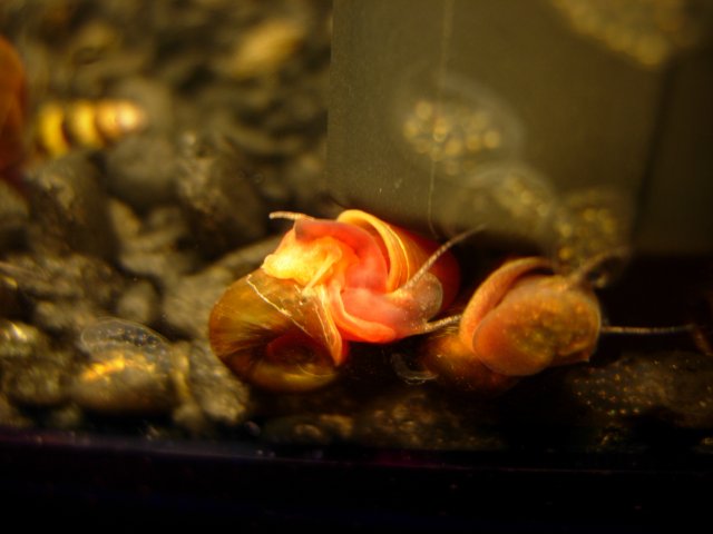 Ramshorn Snorno 03.JPG Ramshorn Snorno 03.JPG