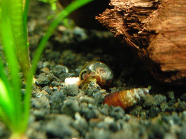 Houdini's Male Part.JPG Houdini's Male Part.JPG