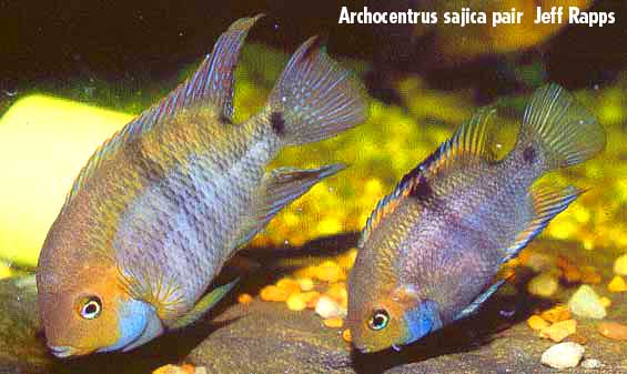 sajica_pair_jeff_rapps.jpg