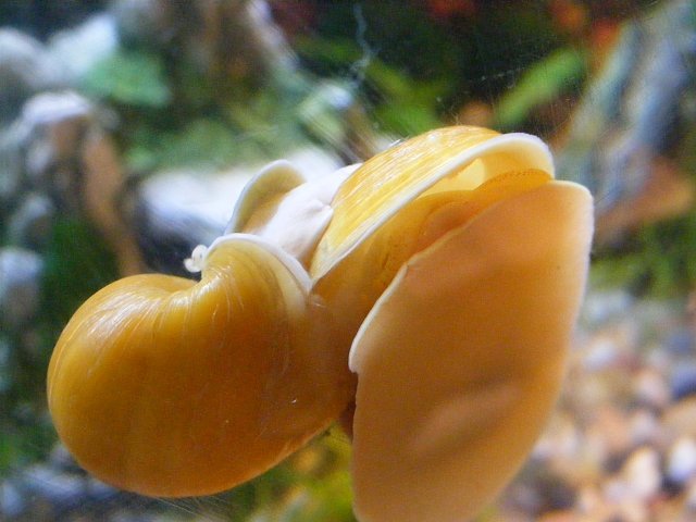 snails1.jpg snails1.jpg