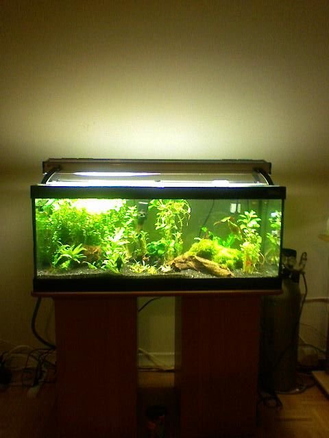 planted3.jpg