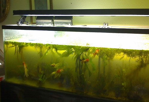 tank left side.jpg tank left side.jpg