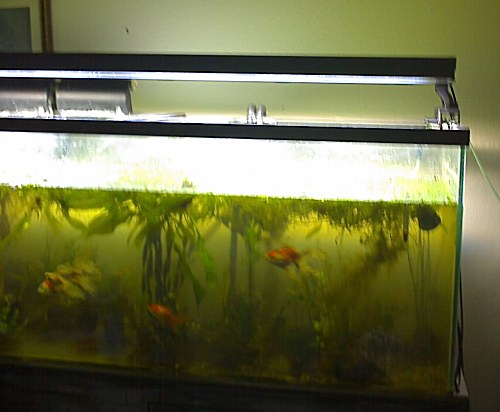 tank right side.jpg tank right side.jpg