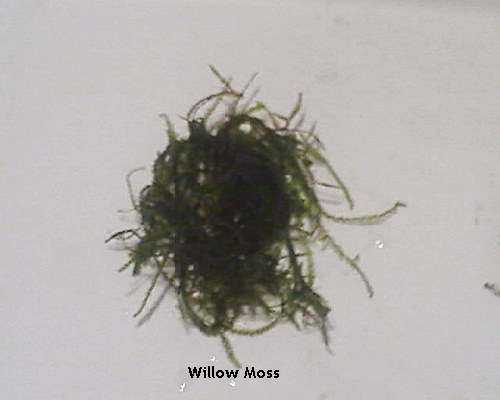 willow.jpg