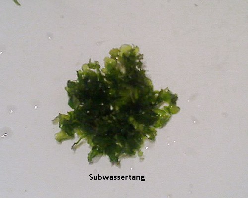 subwassertang.jpg