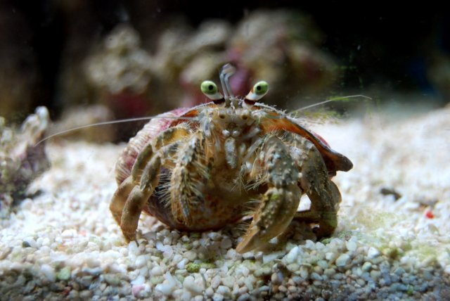 anemcrab.jpg
