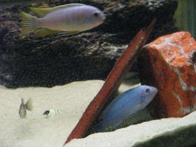 Fish 057.jpg