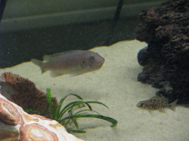 Fish 075.jpg