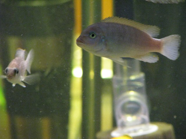 Fish 108.jpg
