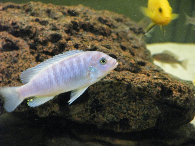 Fish 106.jpg