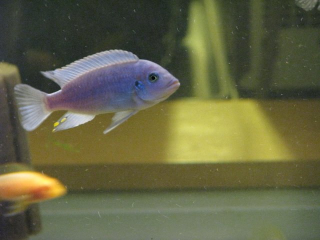 Fish 082.jpg
