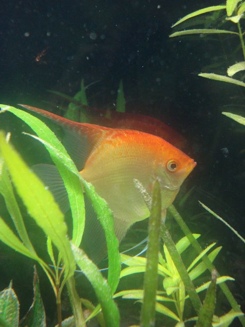 Fish_011009_ 028.jpg