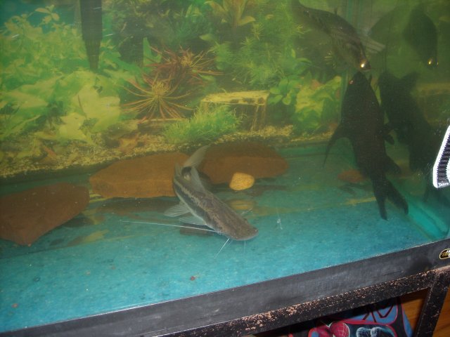 DSCN0060.JPG
