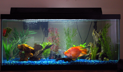 IMGP4006 Aquarim 1.jpg