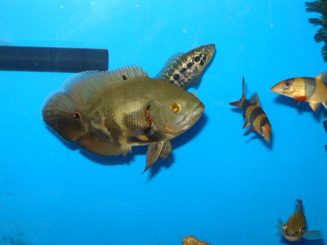 DSC04086.JPG
