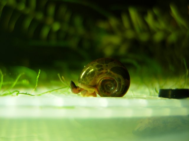 Houdini Advertising 02.JPG