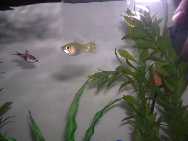 Tank Jan 10 002.JPG