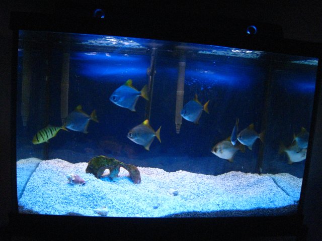 IMG_0590.JPG