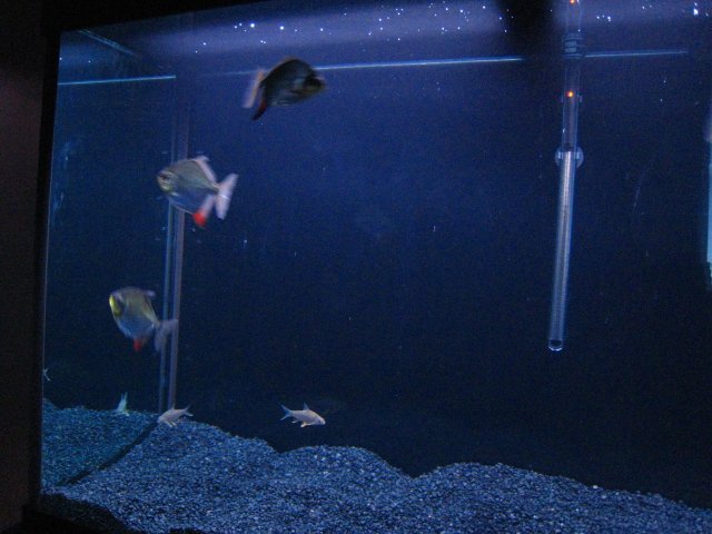 IMG_0565.JPG