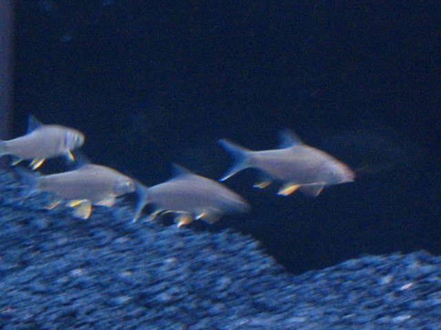 IMG_0603.JPG