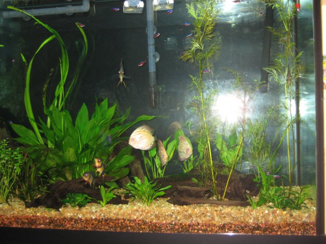 Fish tank 037.jpg