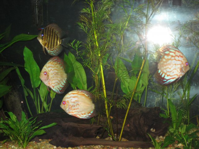 Fish tank 039.jpg