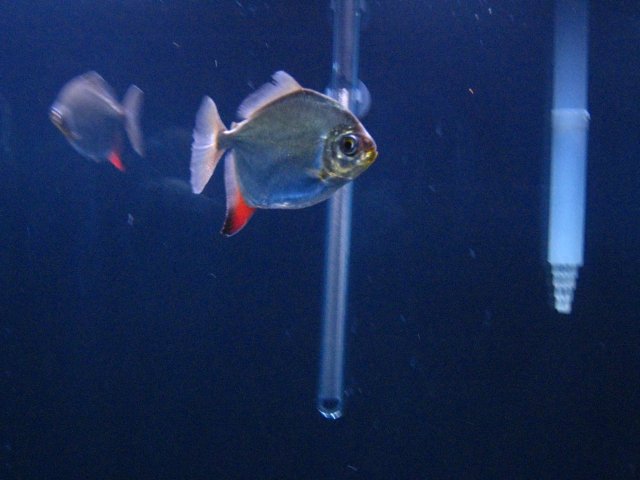 IMG_0665.JPG